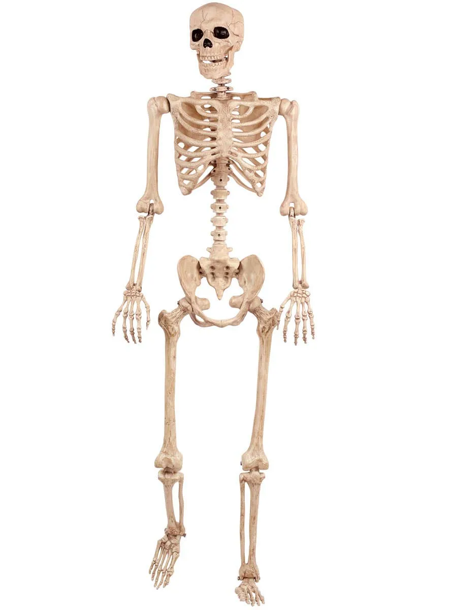 Life Size Human Skeleton Halloween Decoration